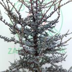 Céder atlantský (Cedrus atlantica) ´GLAUCA´ - výška 240-270 cm, kont. C55L